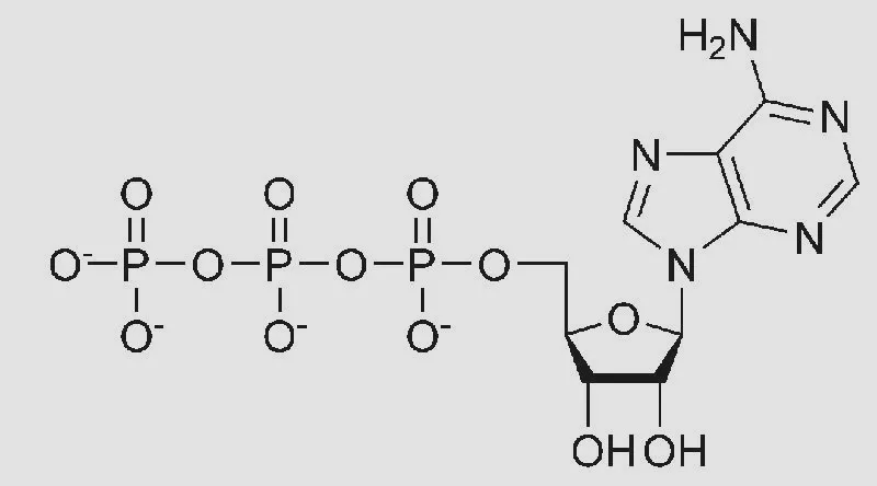 ATP w biologii – czym jest i jak napędza życie komórek?
