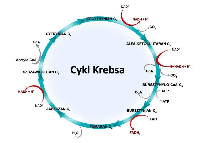 Cykl Krebsa – jak komórka wytwarza energię?