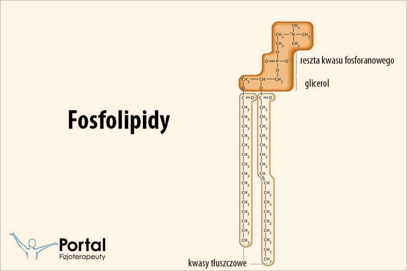 Fosfolipidy – budowa, funkcje i znaczenie dla komórki