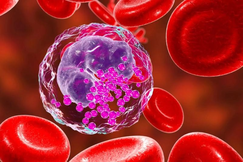 Granulocyty zasadochłonne – co oznacza wynik poza normą?