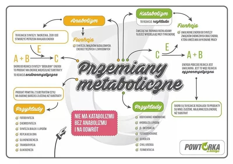 Jak skutecznie uczyć się biologii i opanować stres przed egzaminem