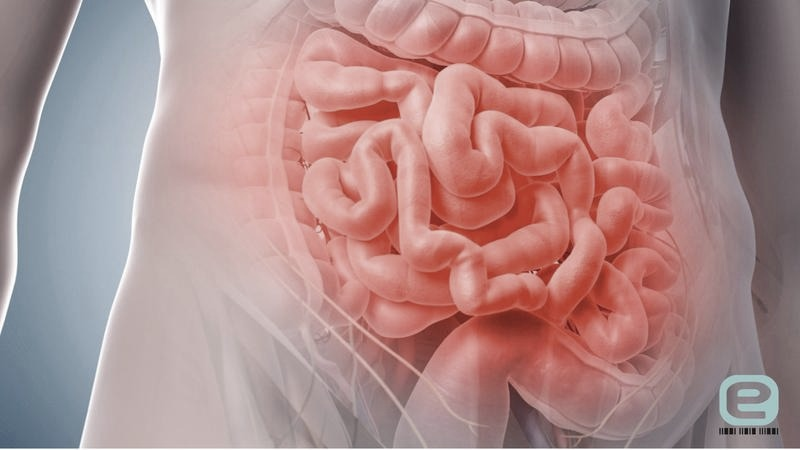 Jelito cienkie – jak trawi pokarm i wchłania składniki? | Biologia