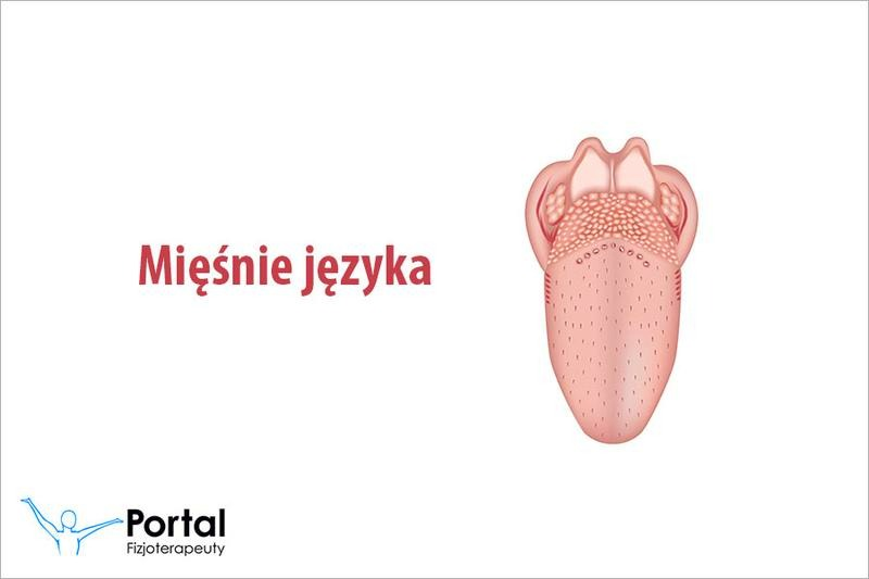Język – smak, ruch i mowa: budowa, funkcje oraz sygnały