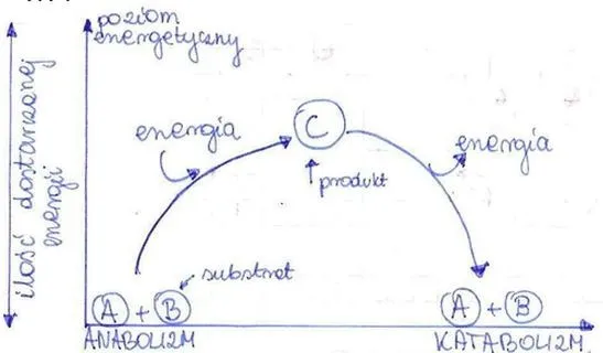 Metabolizm w biologii – jak działa i wpływa na organizmy?