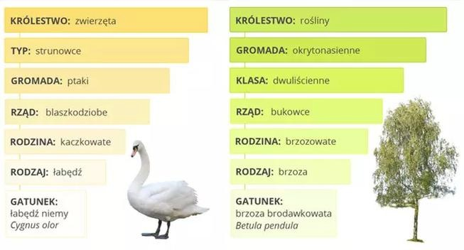 Nazwy kwiatów: gatunek, odmiana czy hybryda? Jak je rozróżnić