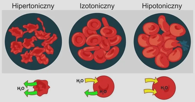 Osmoza w biologii – jak działa i dlaczego jest niezbędna dla życia?