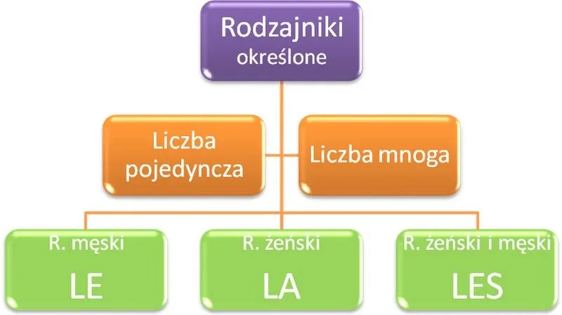 Rodzajniki określone w języku francuskim – fundament poprawnej komunikacji