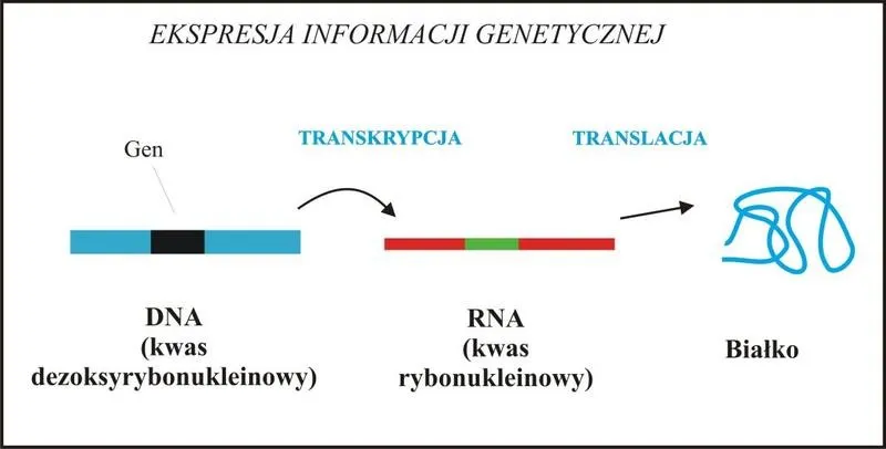 Transkrypcja w biologii – jak powstaje RNA i dlaczego ma znaczenie?