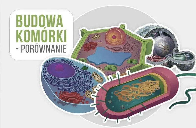 Budowa komórki