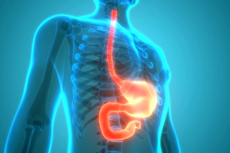 Dwunastnica anatomia