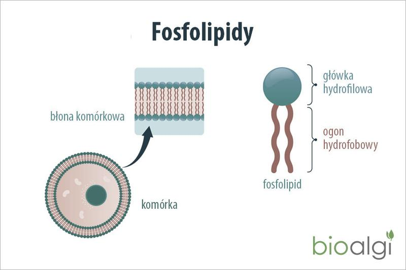 Funkcje fosfolipidów w organizmie