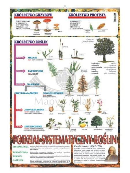Gatunki i odmiany
