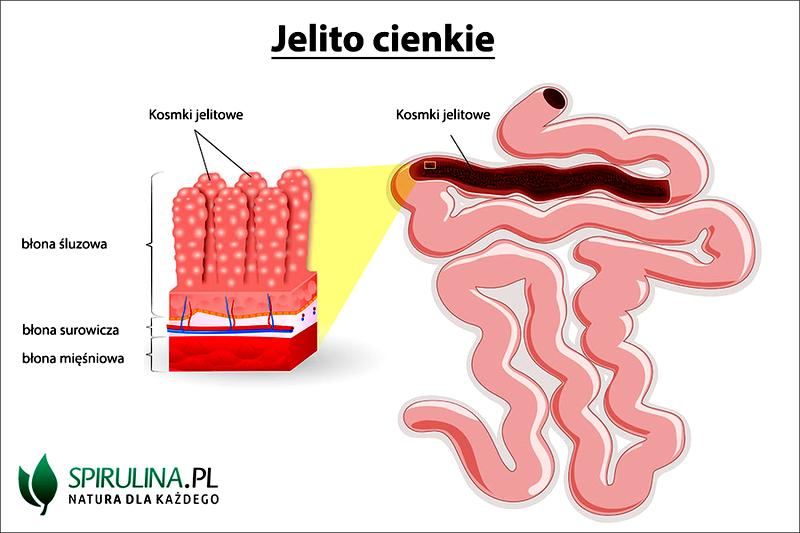 Jelito cienkie