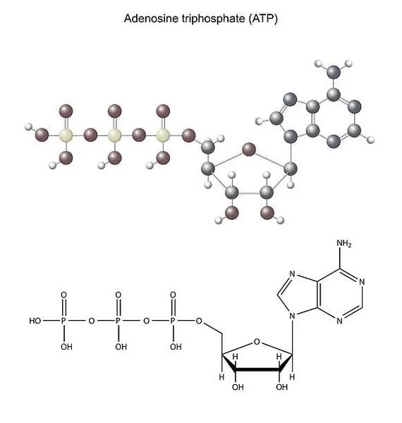 Metabolizm komórkowy