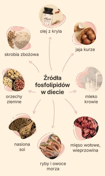 Metabolizm tłuszczów i fosfolipidy