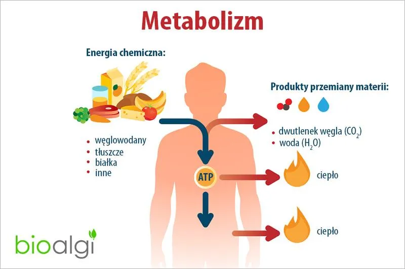 Metabolizm w biologii