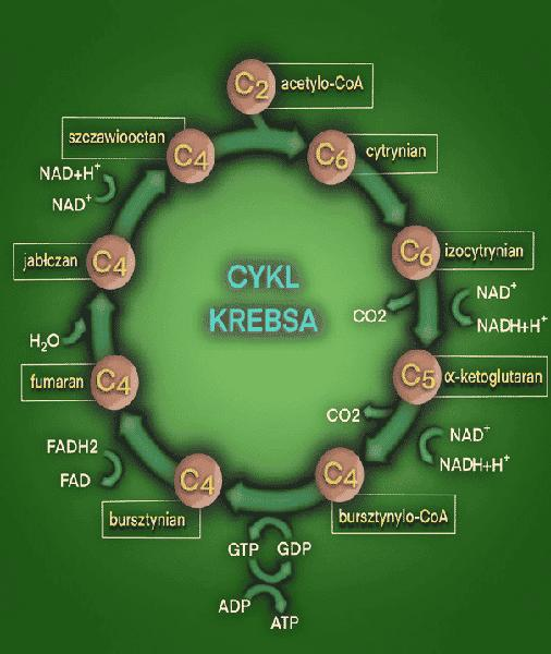 Metabolizm żywności