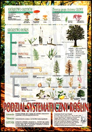 Nazwy kwiatów