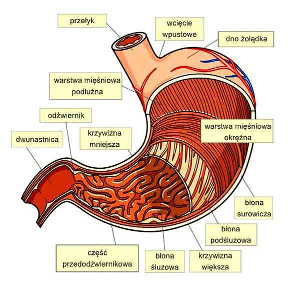 Położenie żołądka
