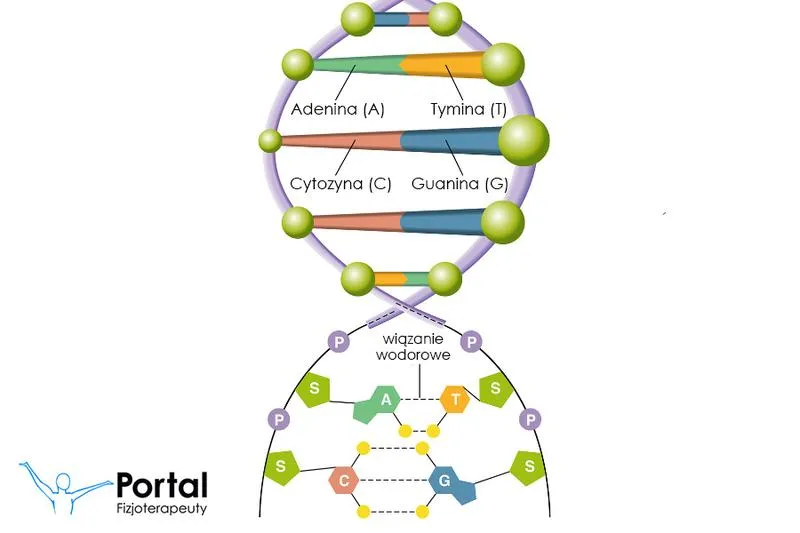 Przygotowanie DNA