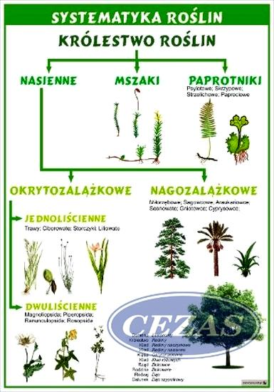 Róże zimotrwałe