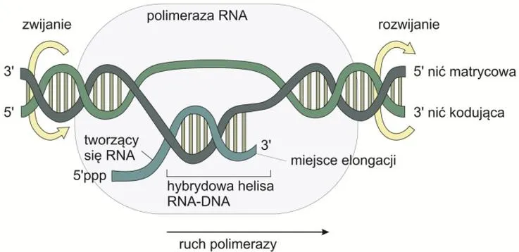 Transkrypcja w biologii