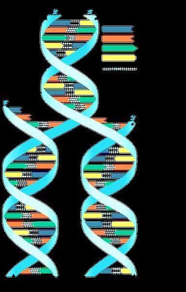 Tworzenie DNA