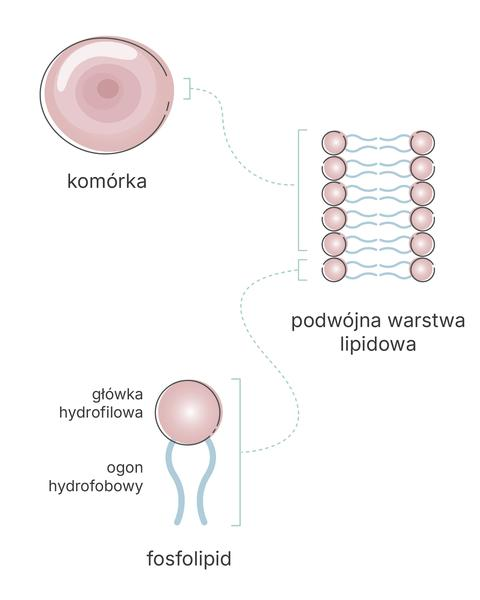 Znaczenie fosfolipidów w wątrobie